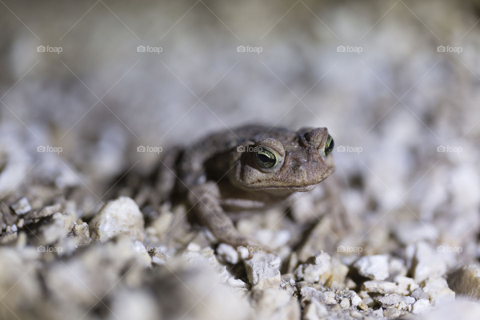 Green eyes frog.