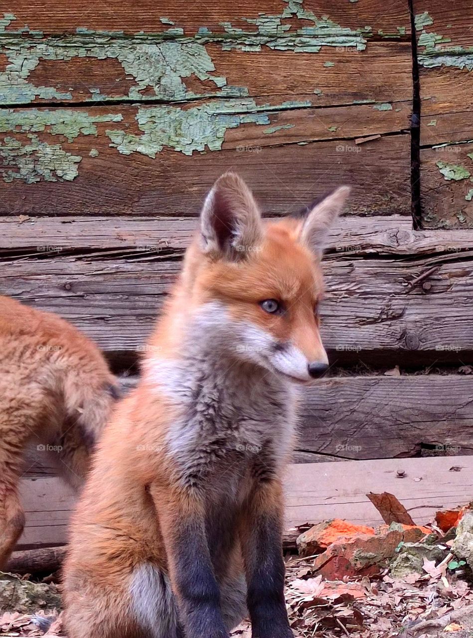 Anger.  Old abandoned house.  A little fox sits near the house.  Anger is visible in the muzzle of the fox: the eyebrows are shifted and a grin appears