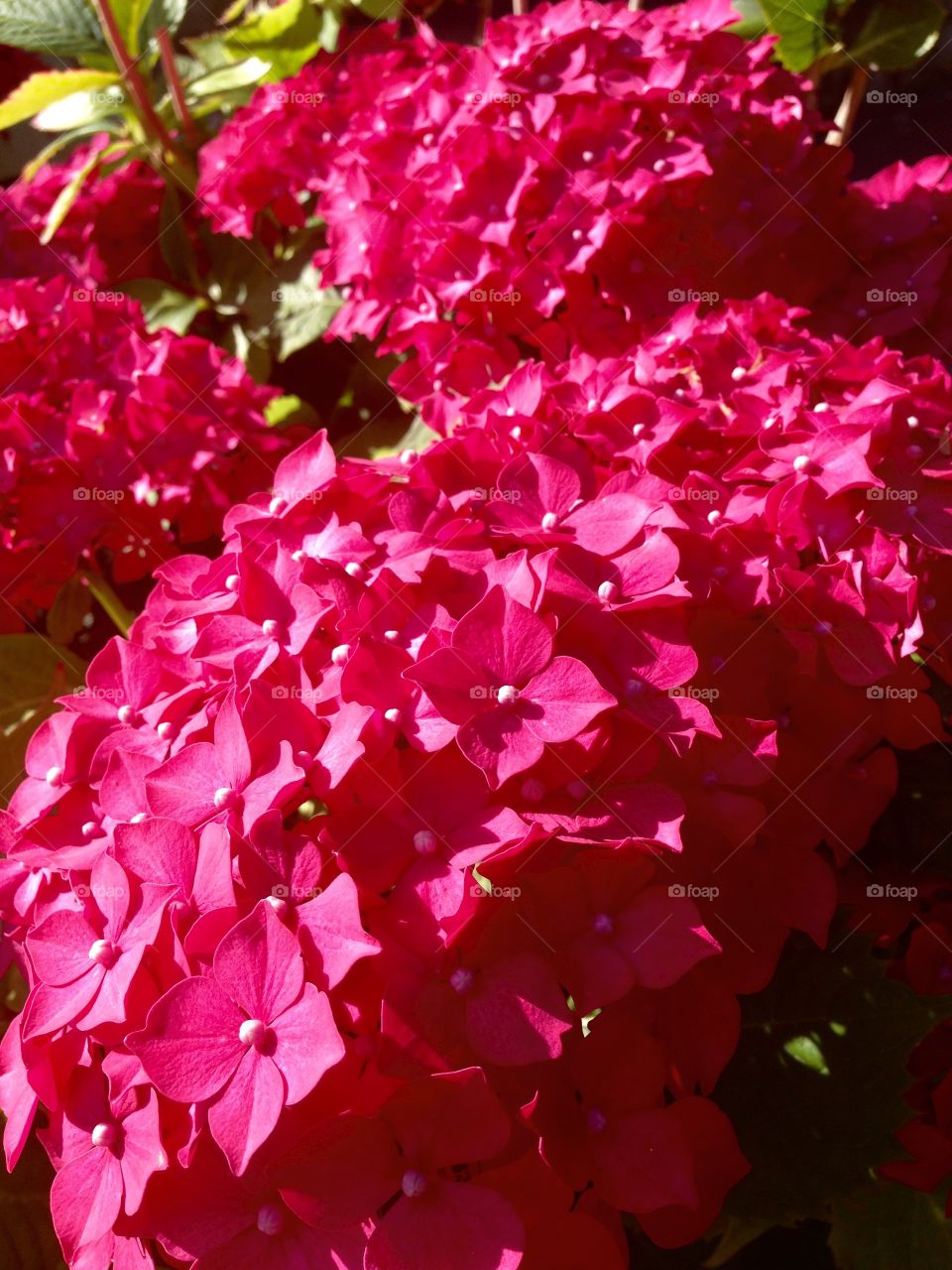 Hydrangea. Sunset in the garden