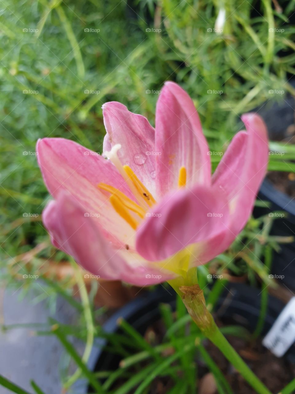 beautiful rain lilly