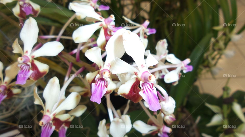 Orchids lookin like insects