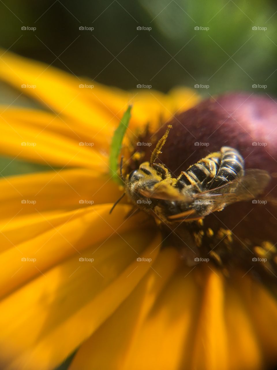 Two bees closeup