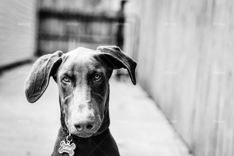 Close up of a cute Doberman puppy in black and white
