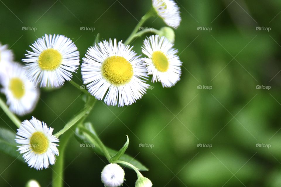 White daisies against a green background 