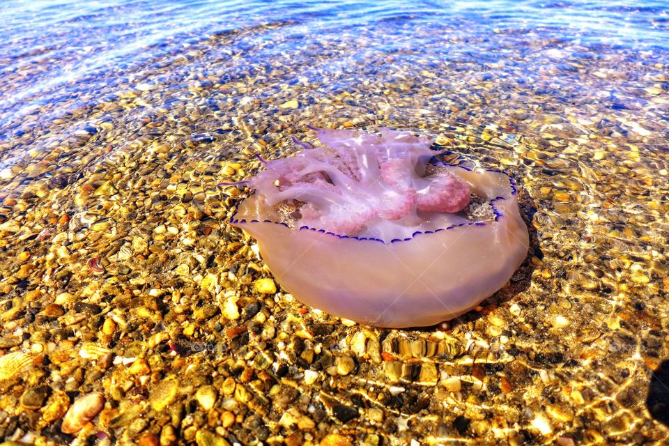 Purple jellyfish in the water