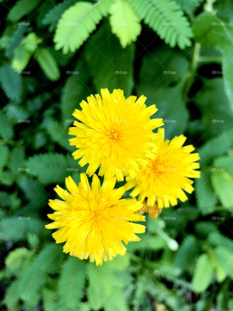 Overhead closeup and foreground focus on yellow dandelion blooms with ferns in background 