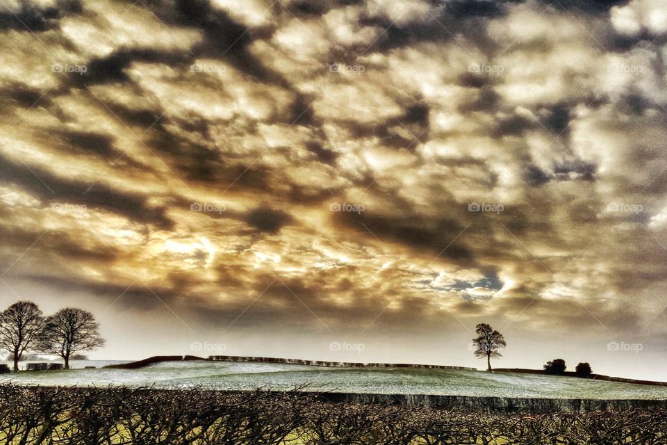 Lonely tree at dawn