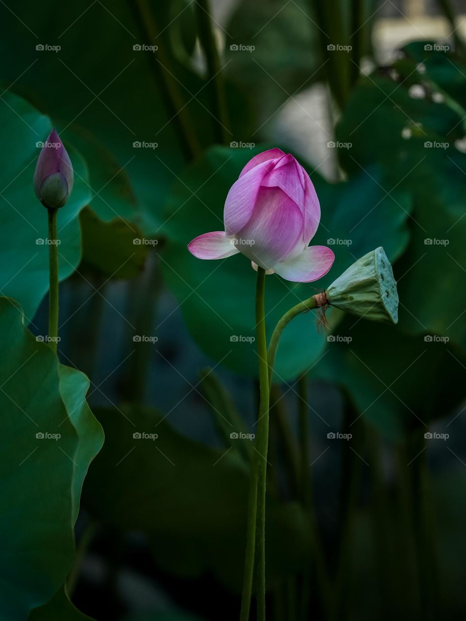 Lotus creation of nature 