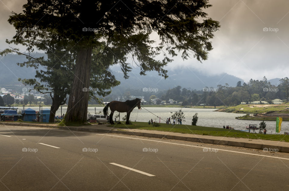 Beautiful  nuwara eliya, Srilanka
