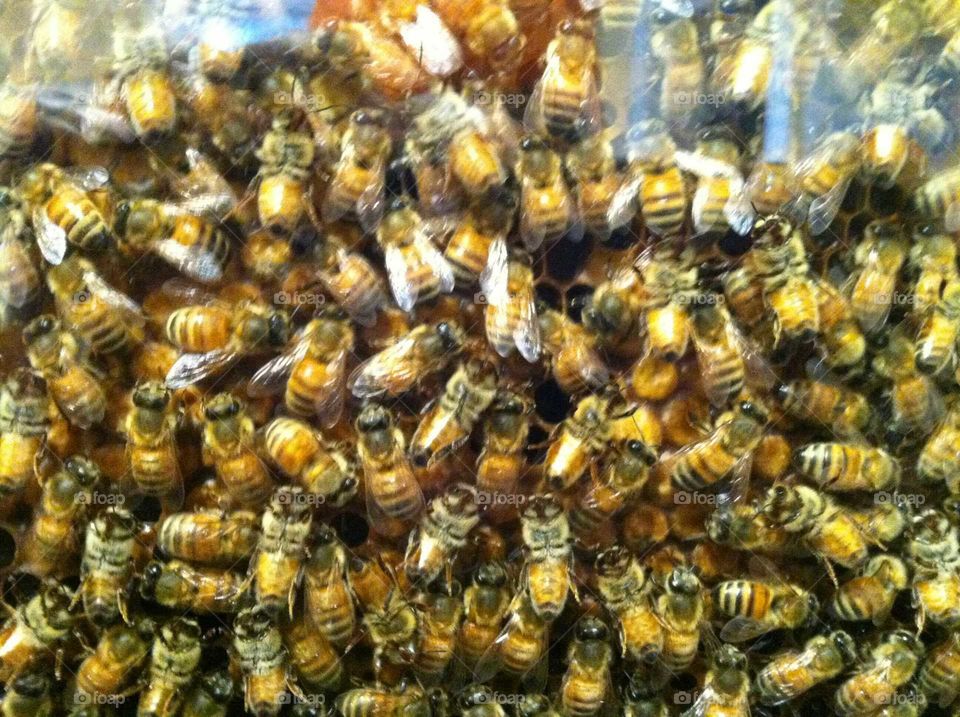 bees in a beehive