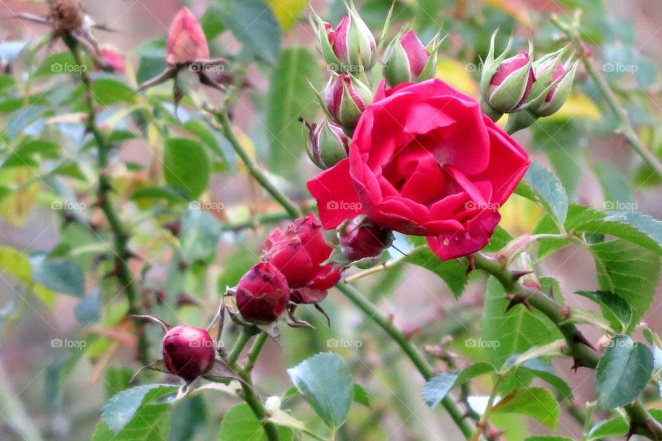 winter rose