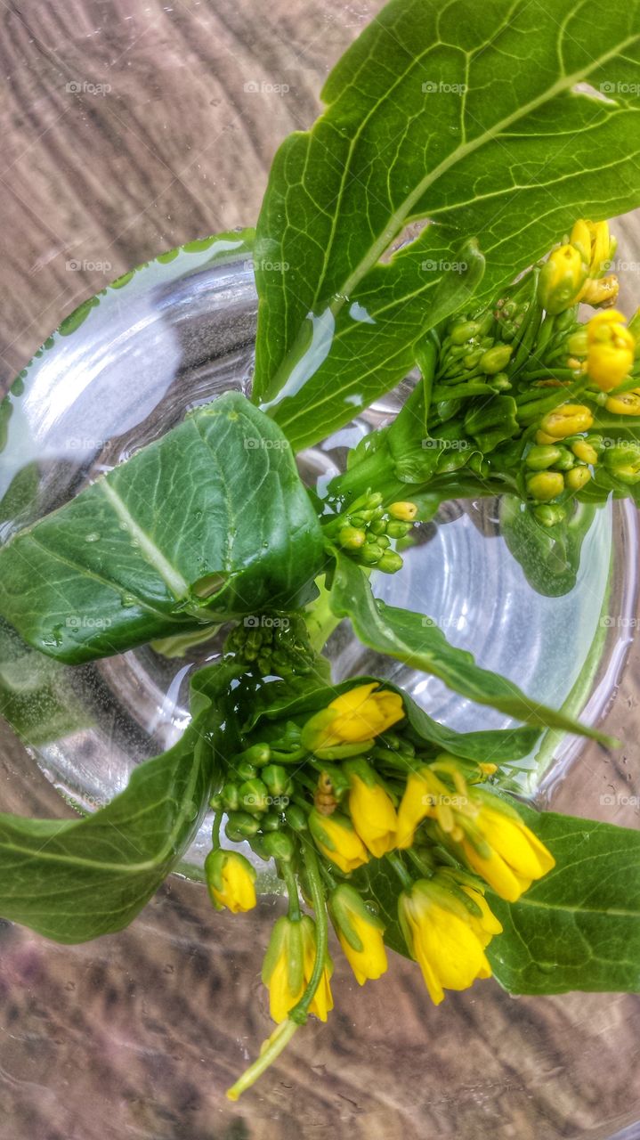 Leafy Vegetable. Choy Sum Greens