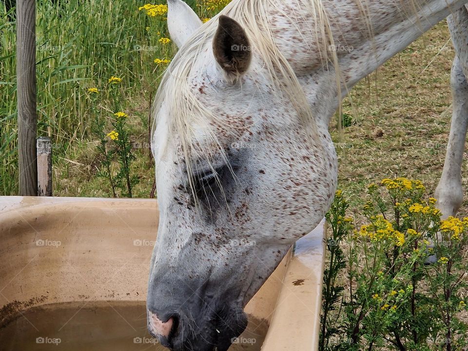 Green mission - Horse drinks water in the country