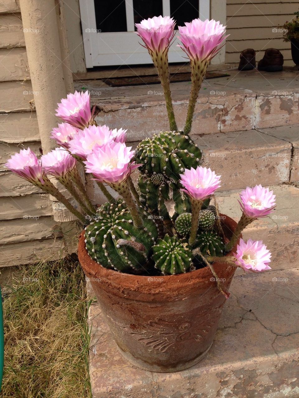 Cactus bloom