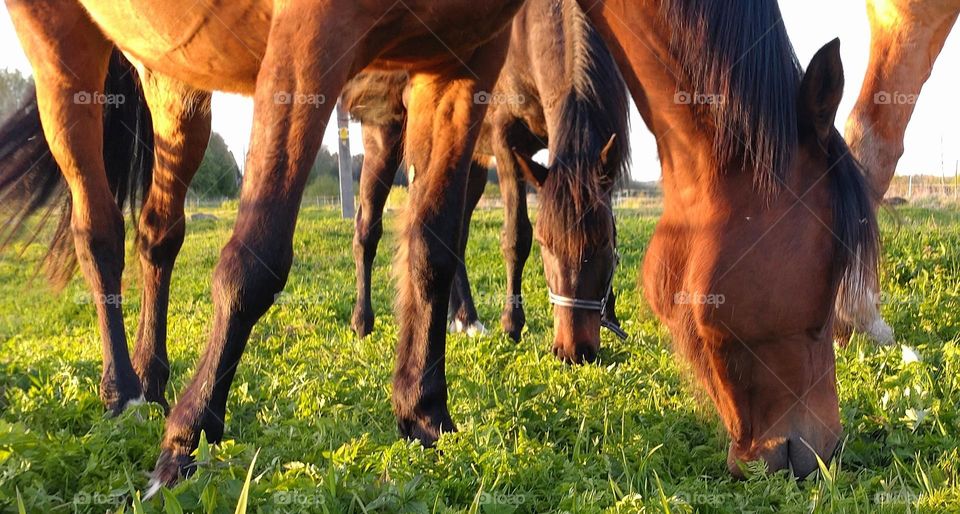 Horses🐴🐴