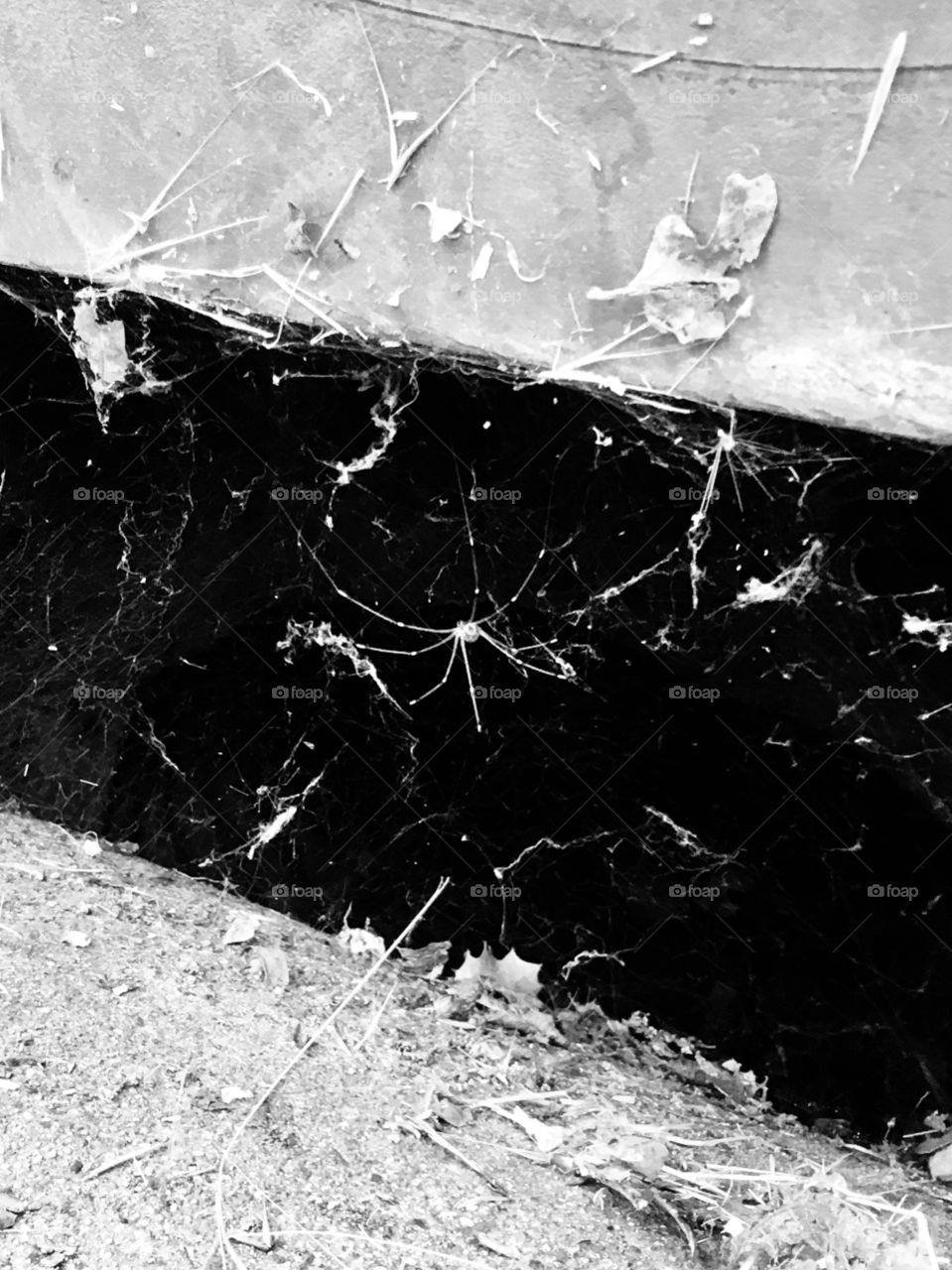 A black and white of a spider in its web in front of a gutter