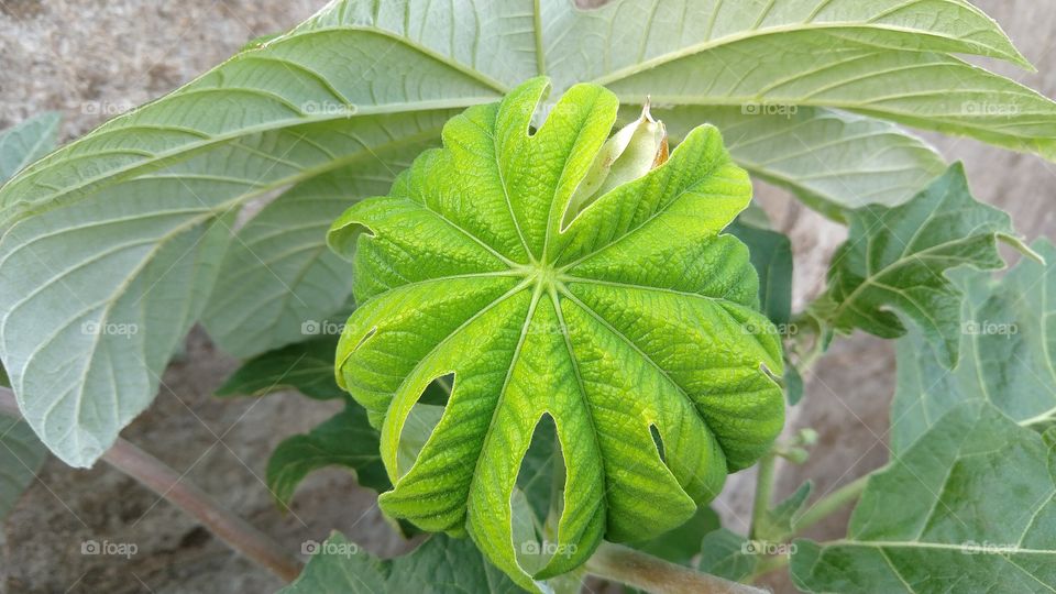 Conjunto natural de bonitas folhas verdes macias.