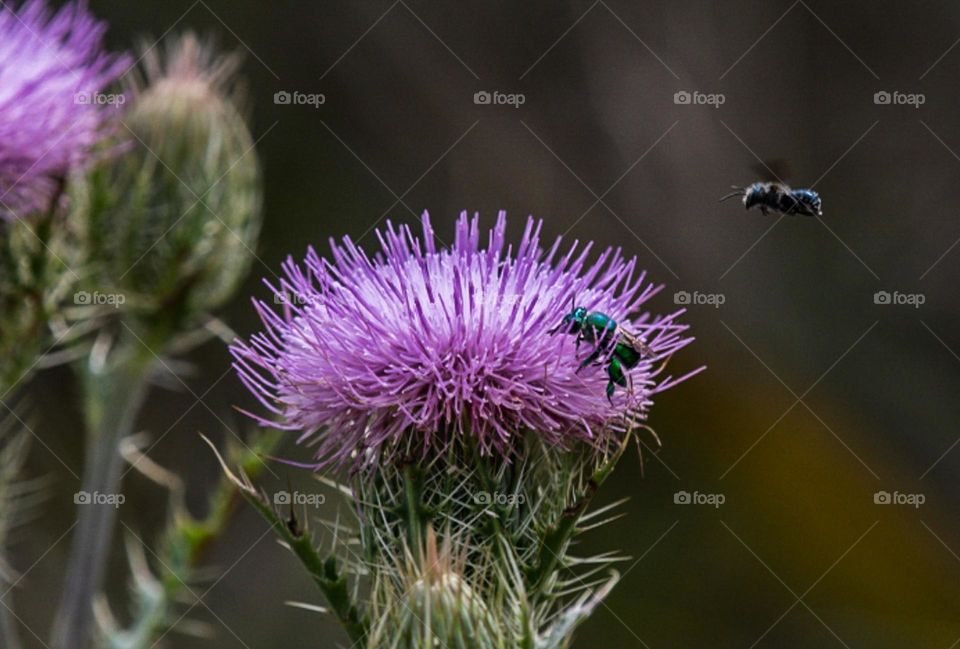 bumblebee on thistle