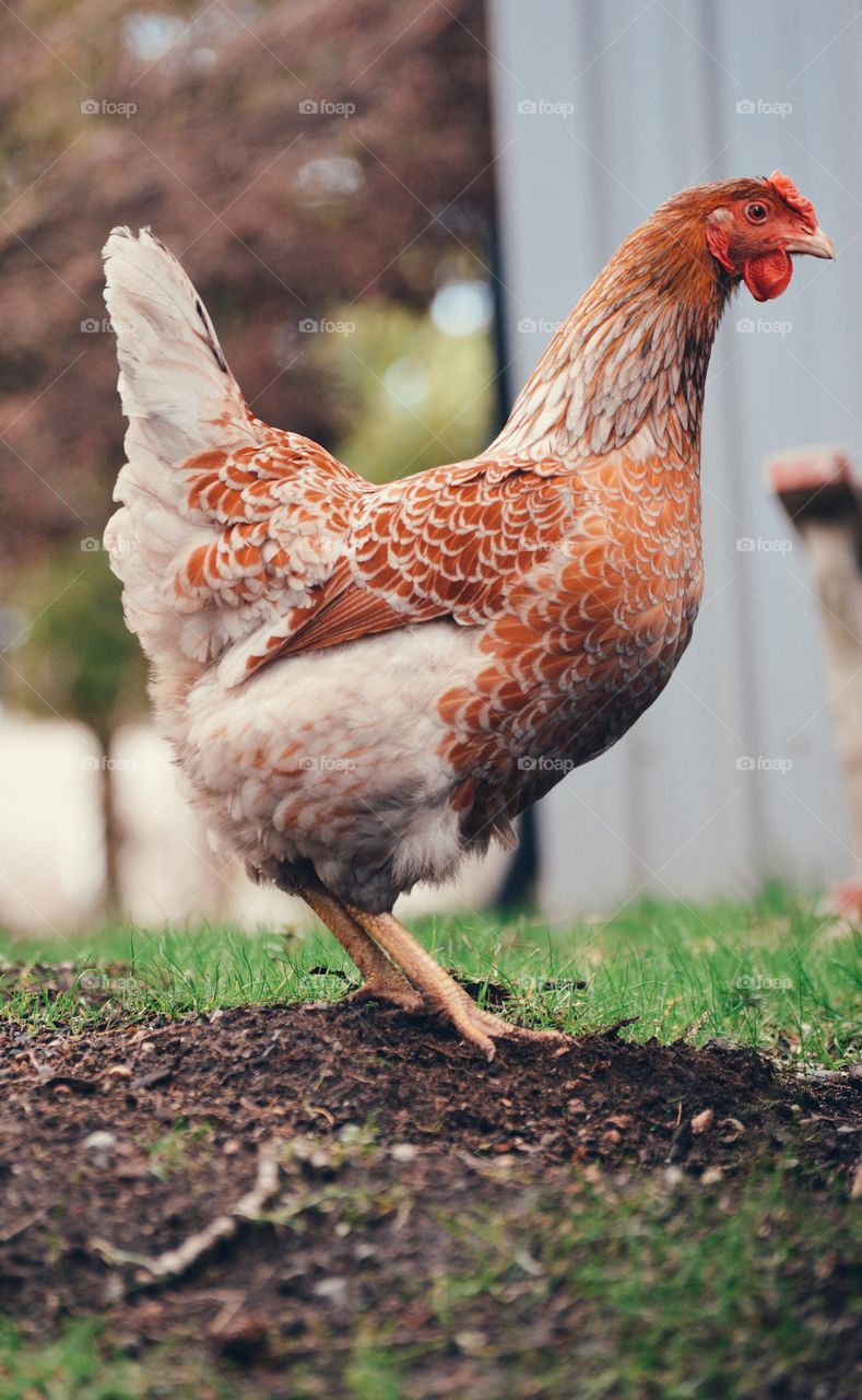 close up full shot of beautiful stunning chicken in the green grass and patch of dirt 