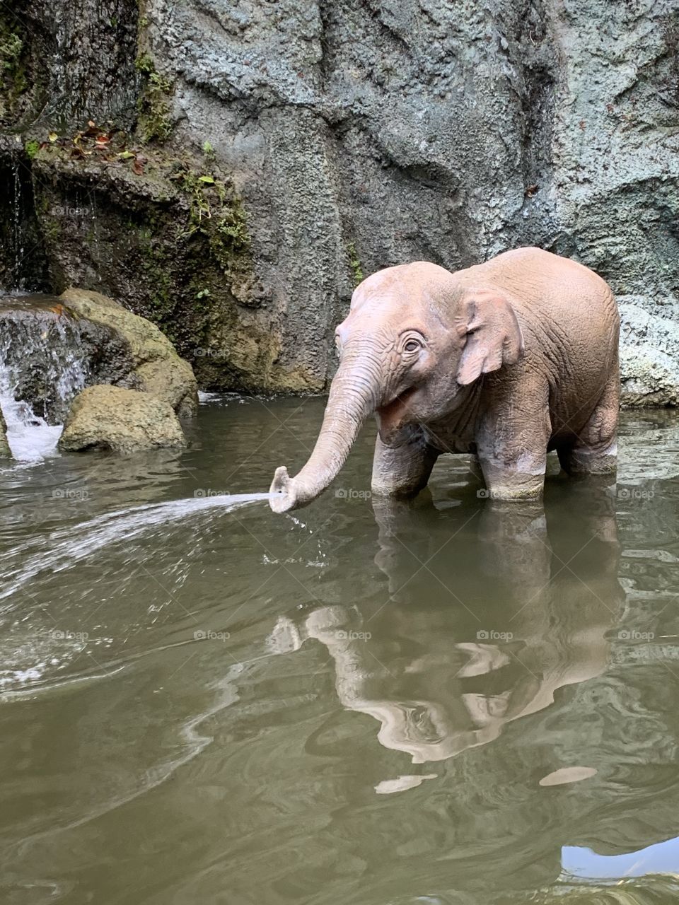 FL themeparks find VIDEOS @selsacamacho TICTOK @Selsa_Susanna IG or https://www.facebook.com/selsa.susanna YouTube Selsa_Susanna mail: 1700 Celebration Blvd, unit 1019, Celebration, FL 34747