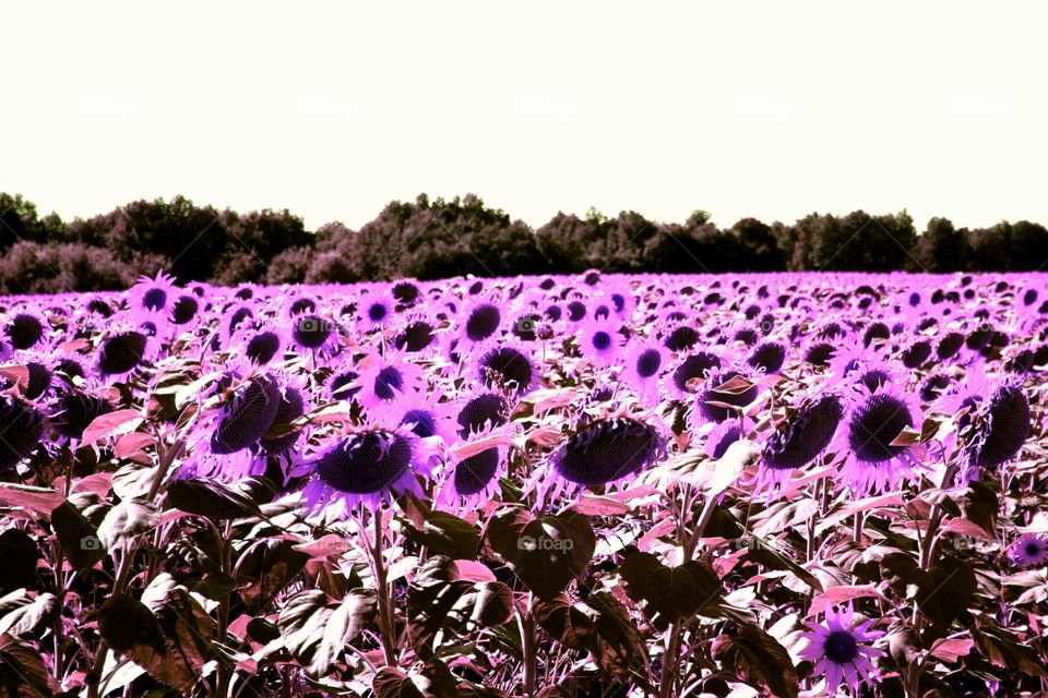 Purple Sunflowers in France