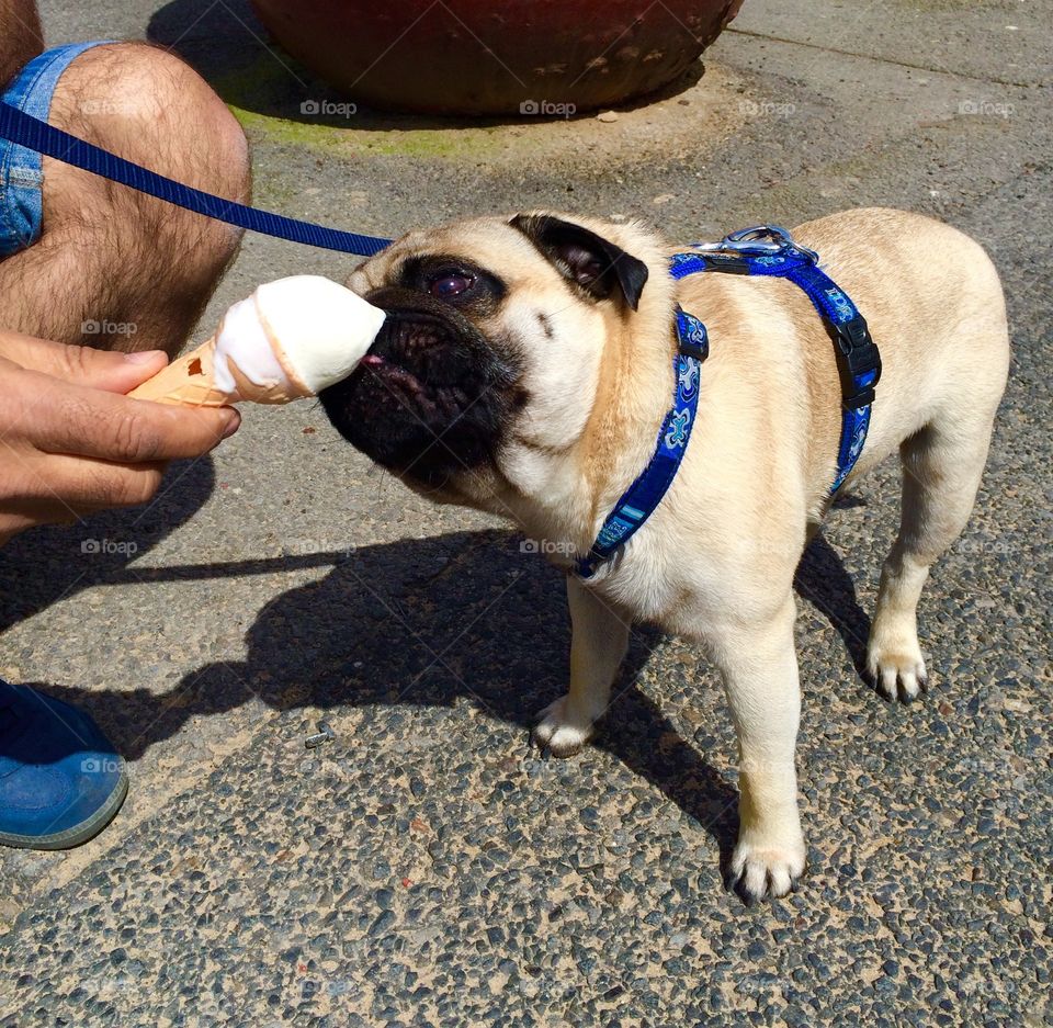 Sweet Tooth. Dog with a taste for ice cream ...