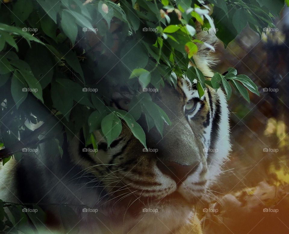 Amur Tiger looking for dinner 