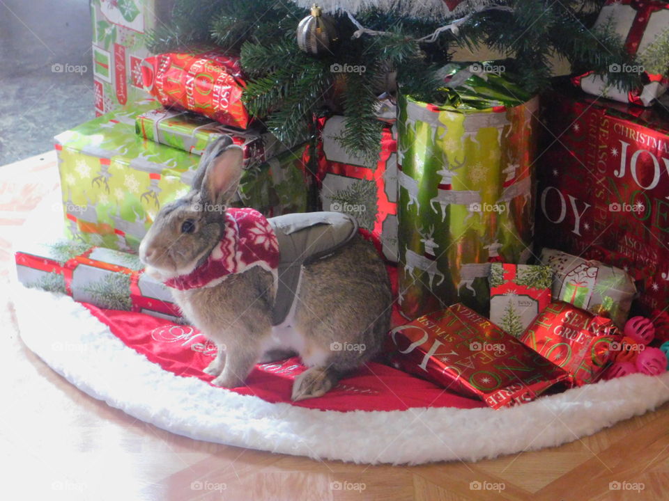 Bunny’s First Christmas
