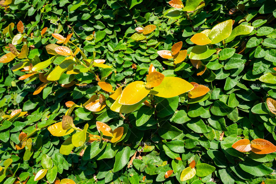 Ficus pumila, commonly known as the creeping fig or climbing fig, is a species of flowering plant in the mulberry family