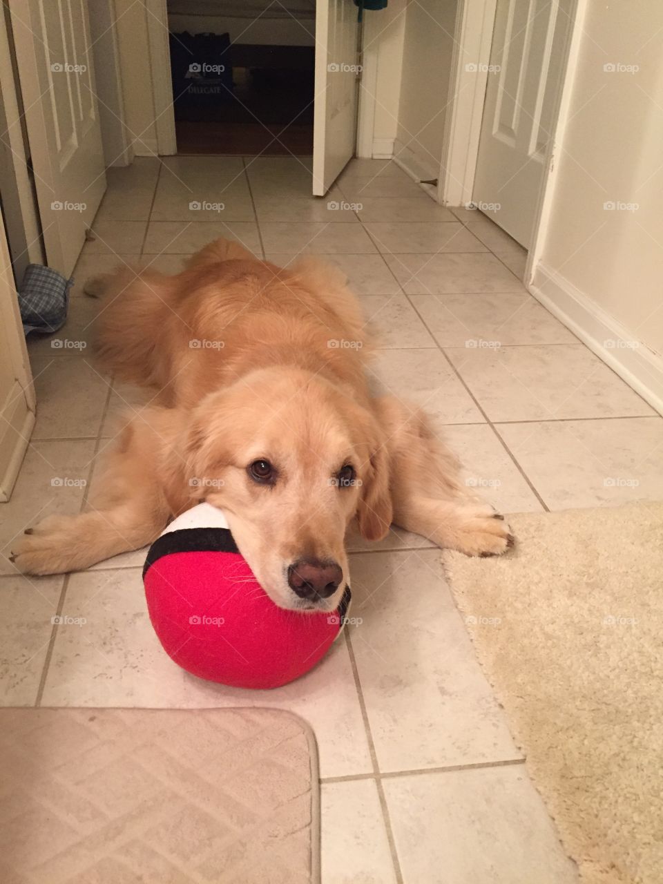 Dog, Domestic, Pet, Family, Cute