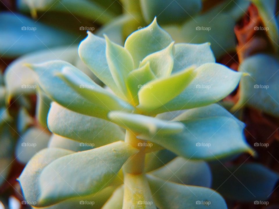 Windowsill stone rose