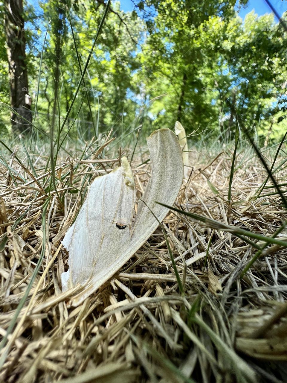 Ground level view of a Luna moth wing in dry grass. Focus is on the parched foreground with trees and sky in back.