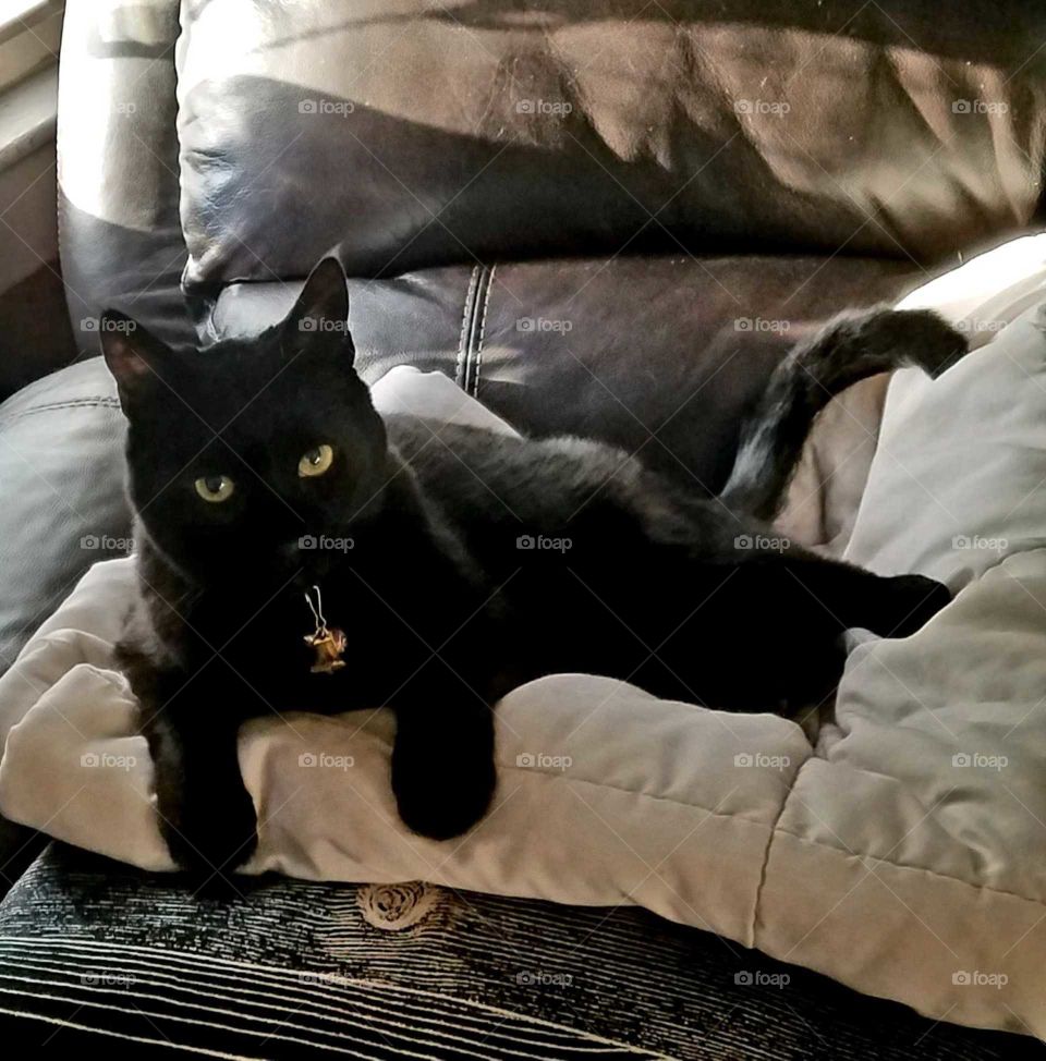 Black cat on blanket in window light. Kitty laying on couch🐾