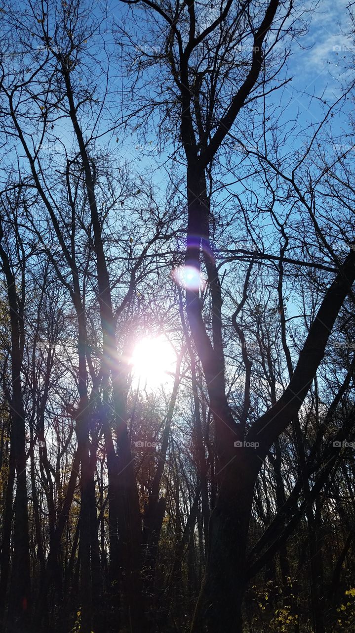 sun shining through trees