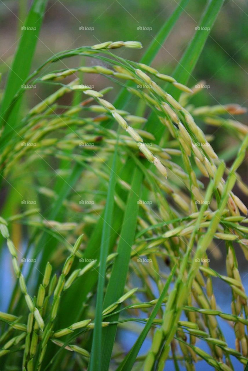 Thailand rice