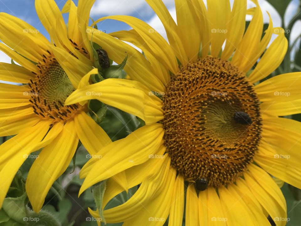 Happy Sunflowers