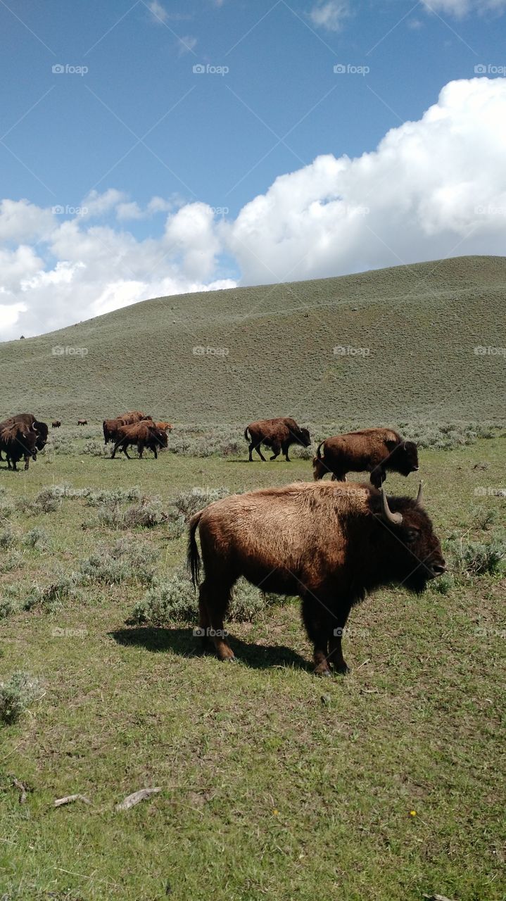 American Bison