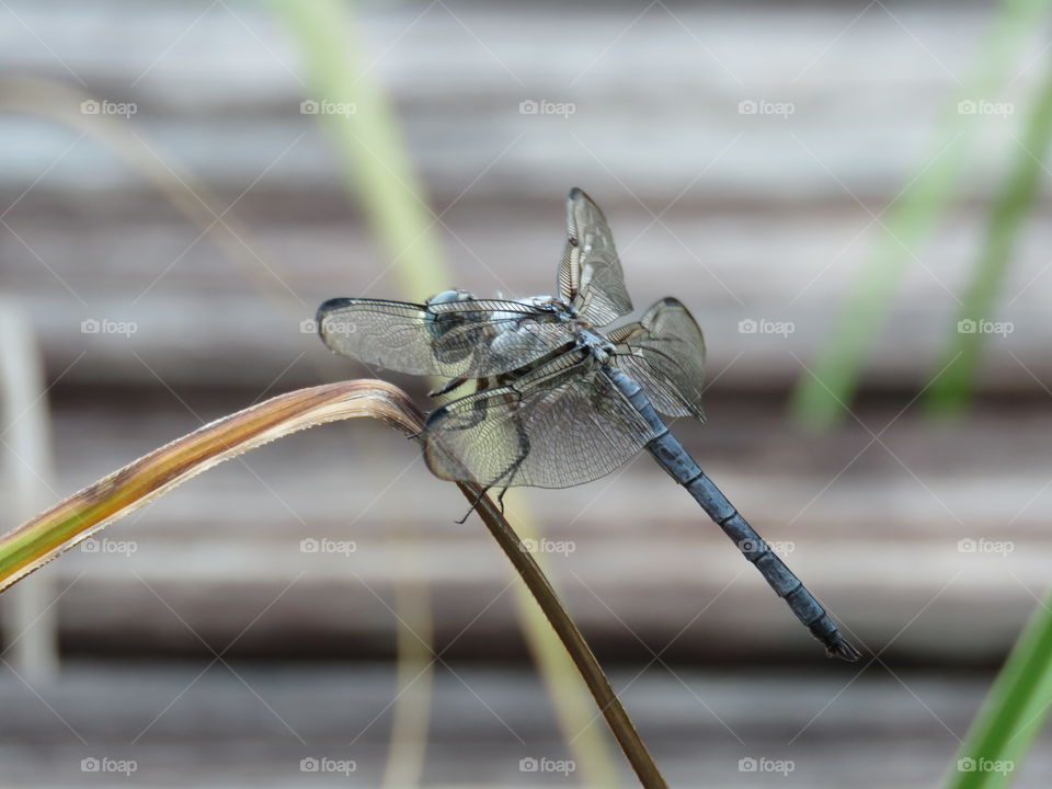 Dragonfly on grass