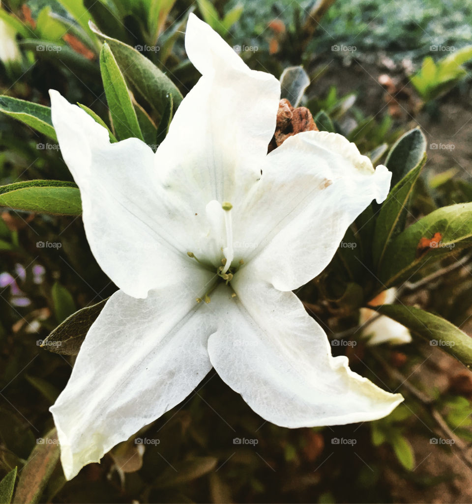 🌺 Fim de #cooper!
Suado, cansado e feliz, alongando e curtindo a beleza da #natureza. Hoje, com #azaleias brancas.
🏁 🙆‍♂️ 
#corrida #treino #flor #flower #flowers #pétalas #pétala #jardim