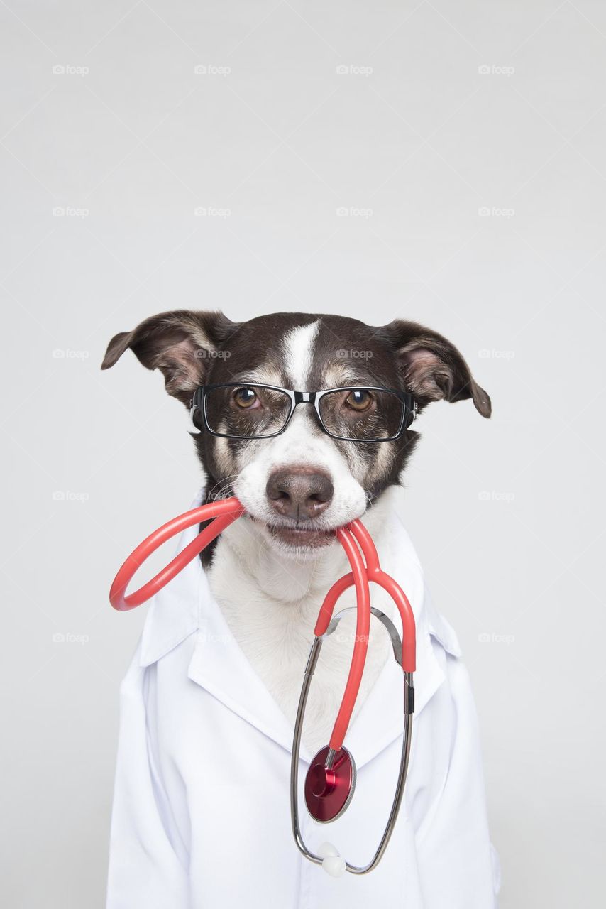 Dog wearing doctor costume