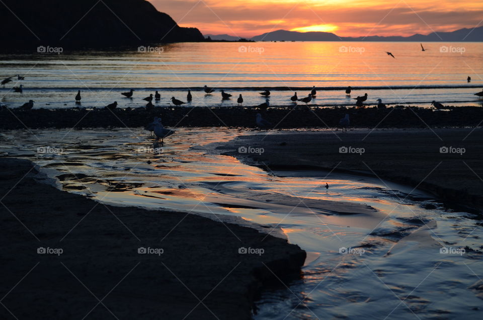 seagulls in silhouette at beach sunset. flat water and islands in the distance