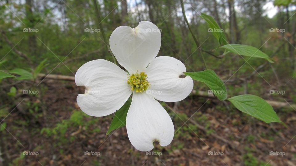 Dogwood blossom in forest