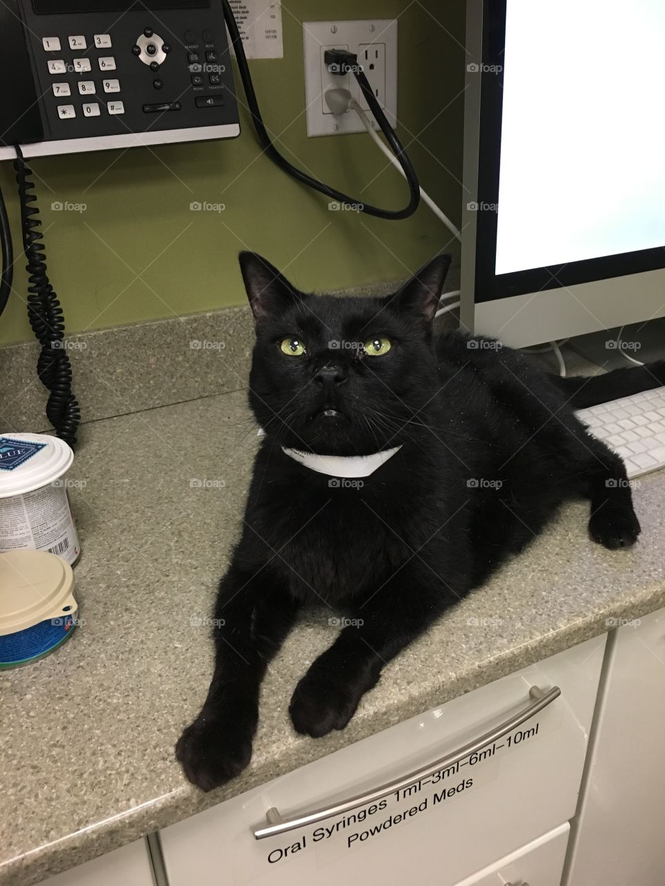 Diabetic cat medical boarding 