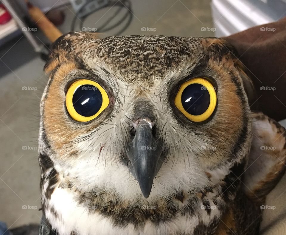 Owl eyes