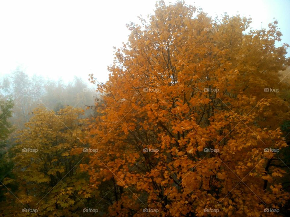 Fall, Leaf, Tree, No Person, Wood