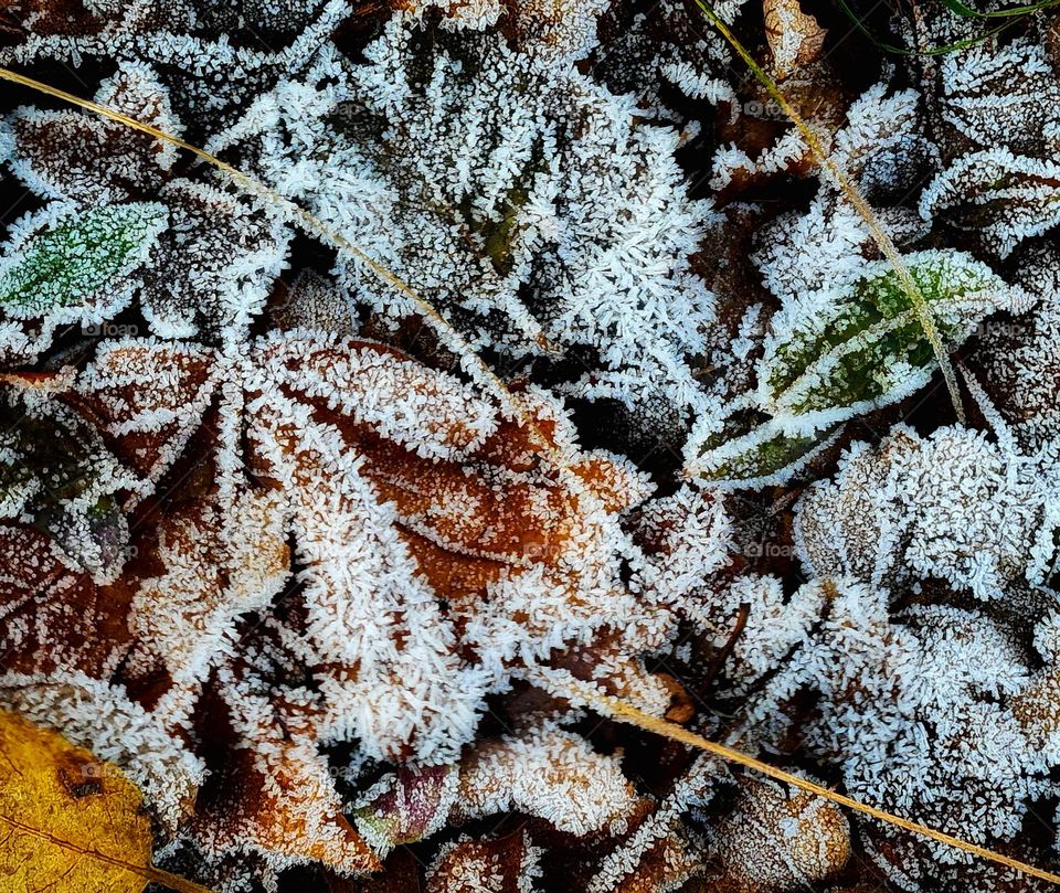 Frosty at the bodem