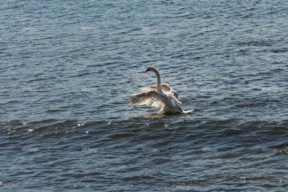 Beautiful white swan at the sea