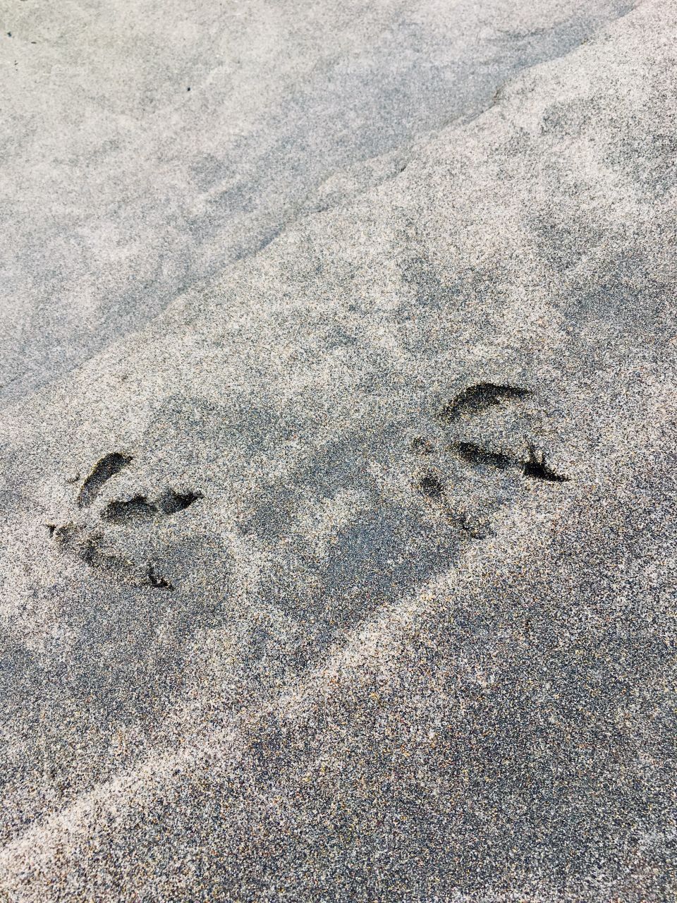 Bird claws in sand