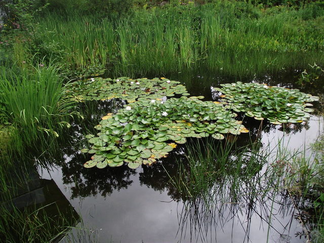 Pond 