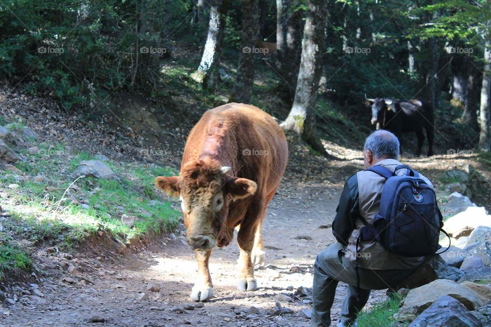 mucca delle Madonie in Sicilia